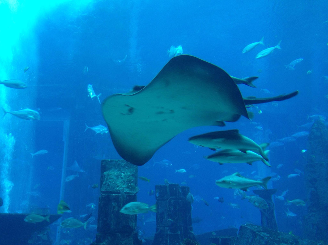 失落的密室水族馆-迪拜必去景点