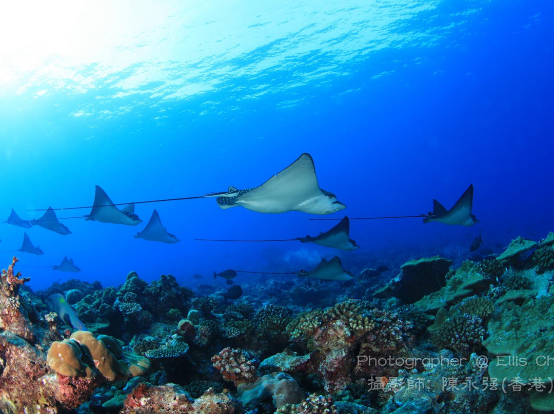 Dive Club Laamu-拉姆环礁必去景点