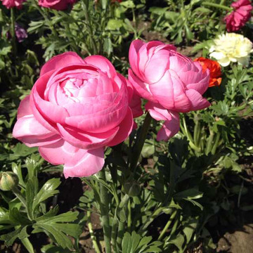 玉渊潭公园-北京市必去景点