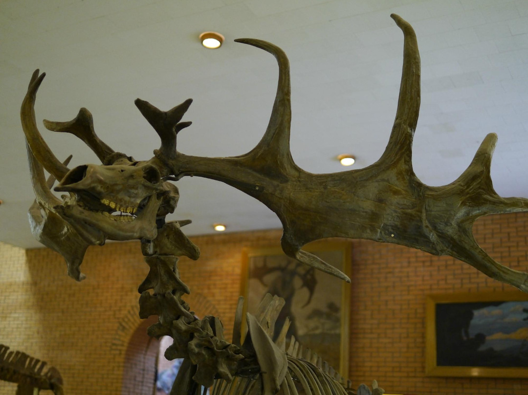 Orlov Paleontological Museum-莫斯科必去景点