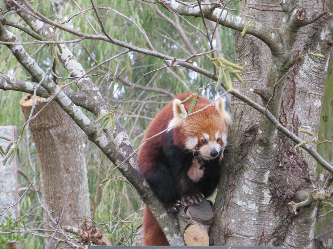 奥克兰动物园-奥克兰中心地区必去景点