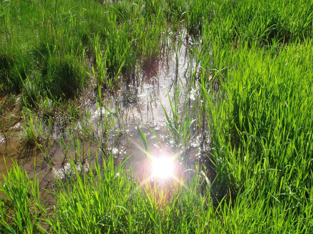 拉市海-丽江市必去景点