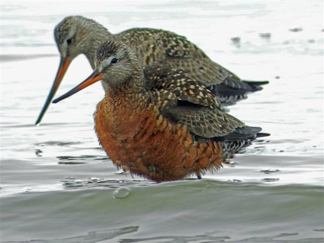 卡彻马克湾州立公园-荷马必去景点