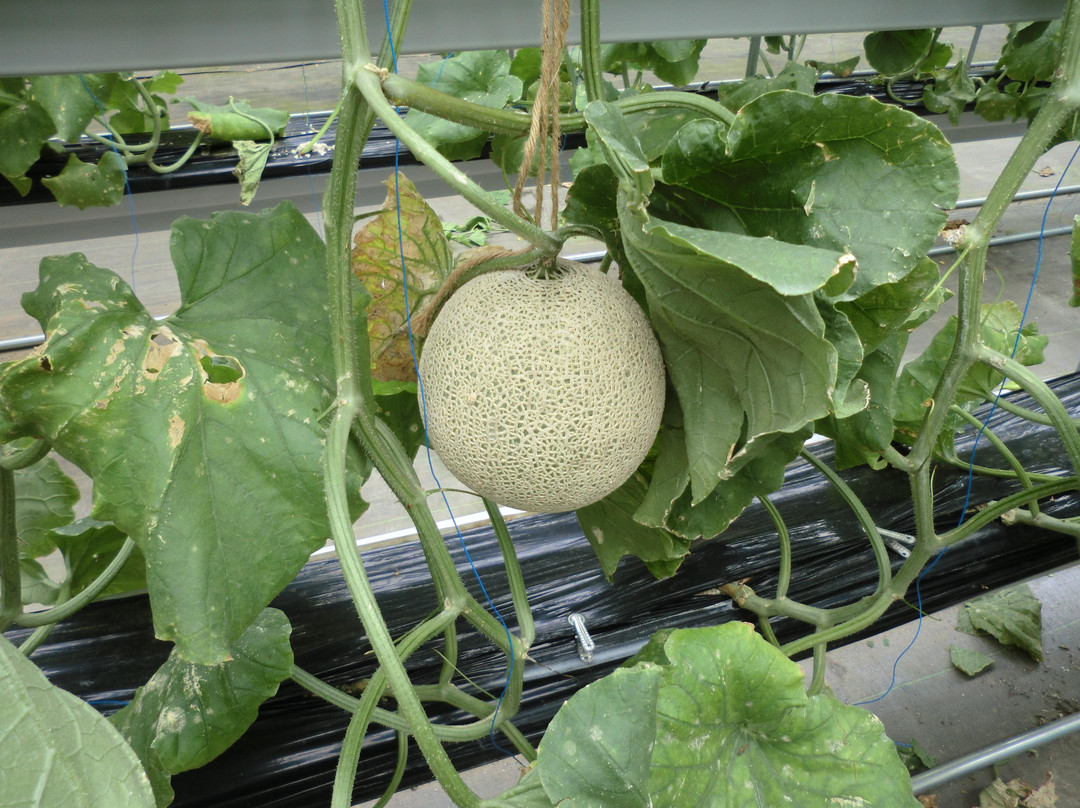 Izu Fruit Park-三岛市必去景点