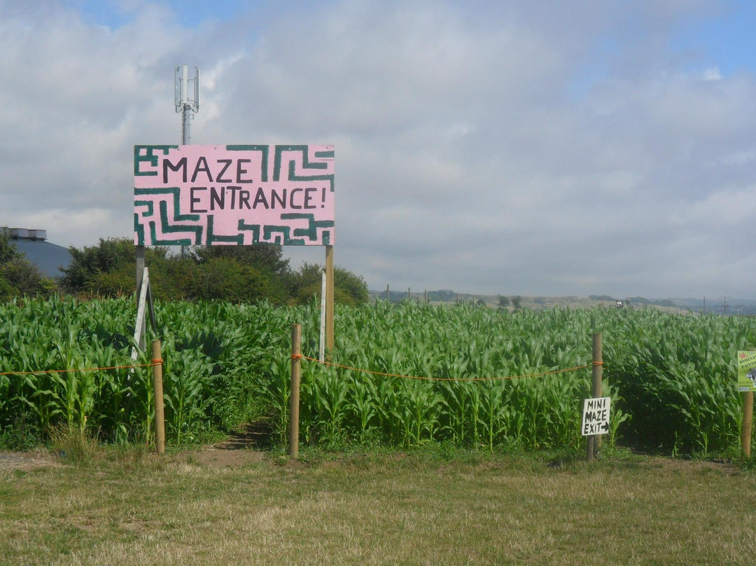 Mini Moos Maize Maze and Funyard景点图片