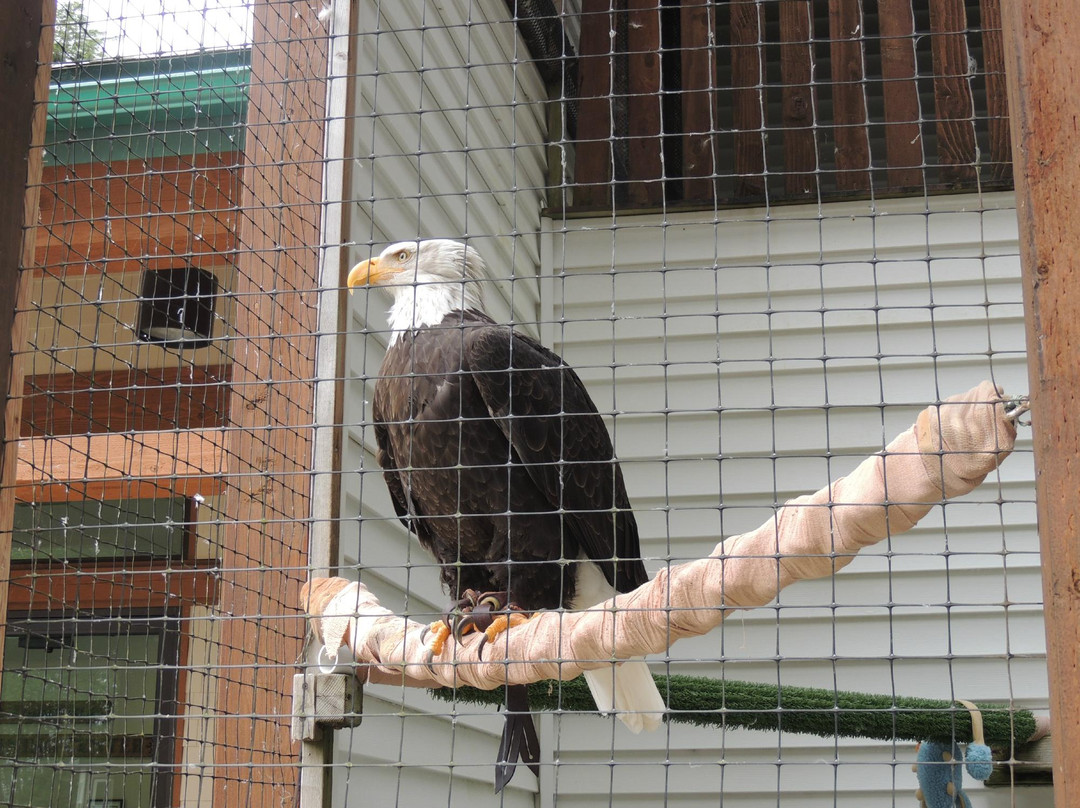 Alaska Raptor Center-锡特卡必去景点