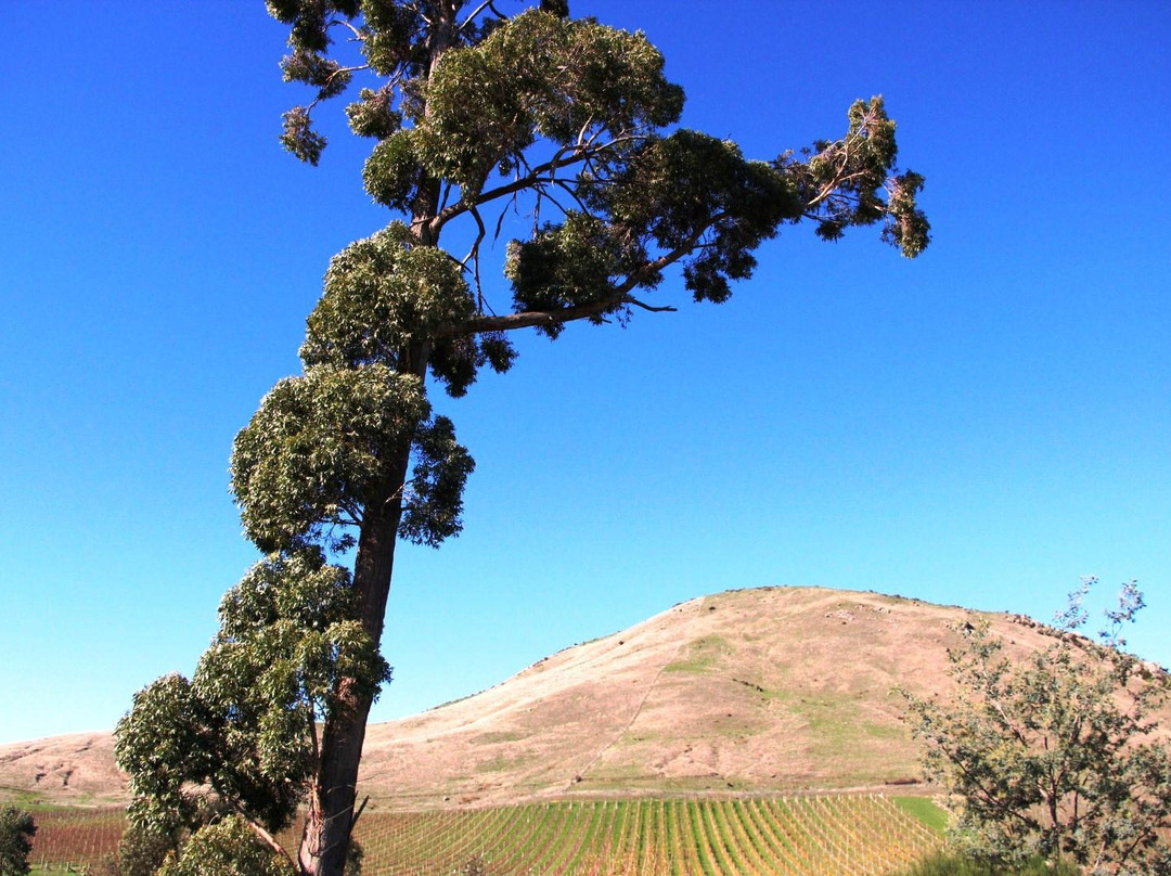 Marlborough Tours景点图片