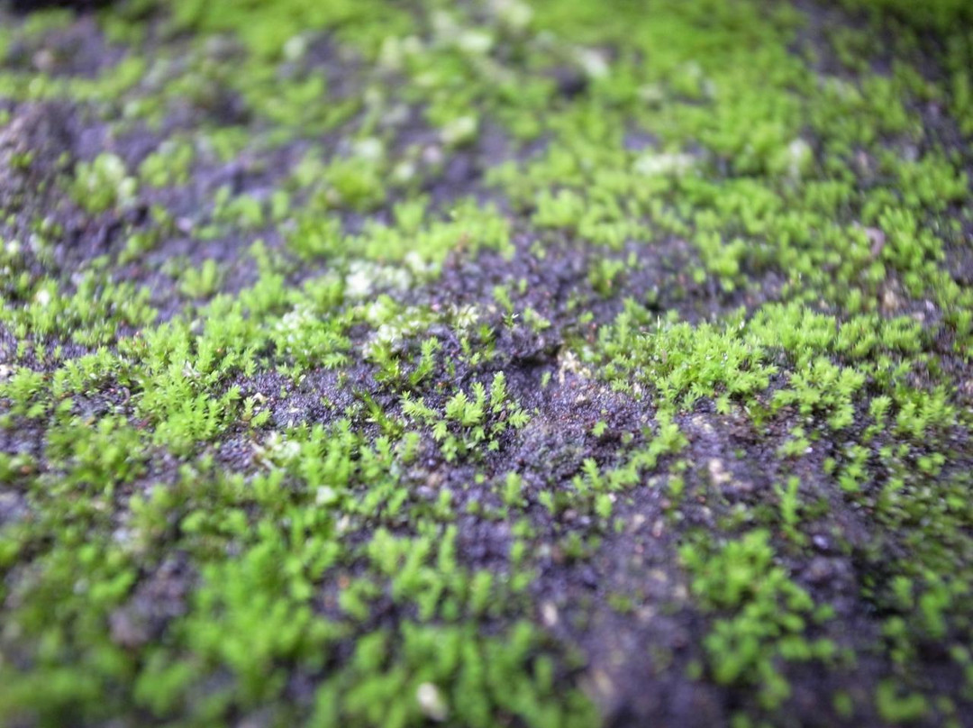 加菲尔植物园-芝加哥必去景点