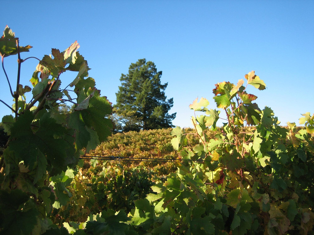 BobDog Winery-Cloverdale必去景点