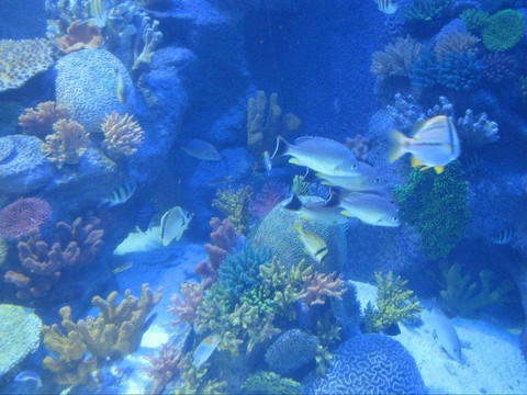 Istanbul Sea Life Aquarium-伊斯坦布尔必去景点