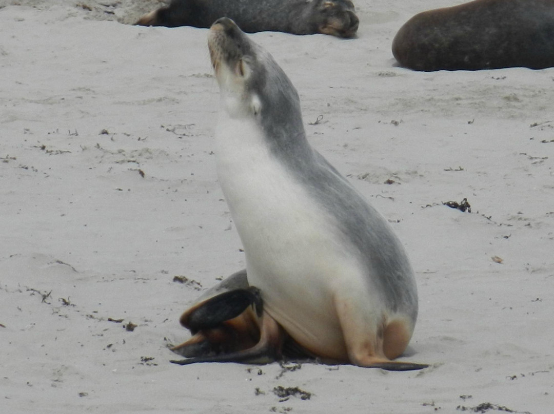 坎加鲁岛海联一日游-阿德莱德必去景点