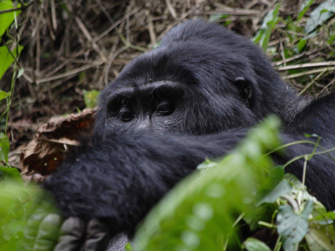 Mgahinga Gorilla National Park-Kisoro必去景点