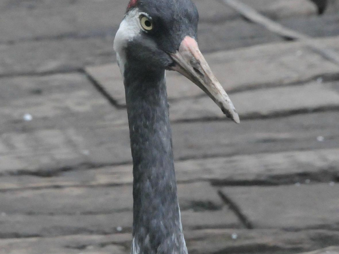 哈尔滨北方森林动物园-哈尔滨市必去景点