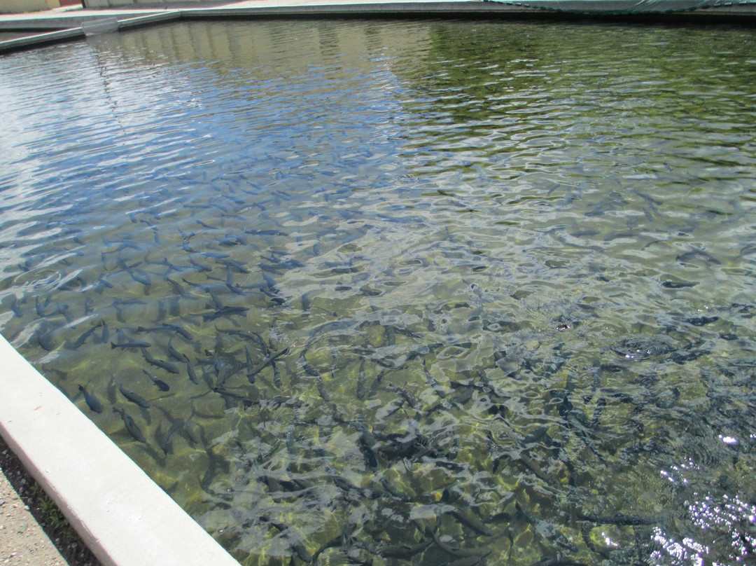 Mt. Shavano Fish Hatchery-萨利达必去景点