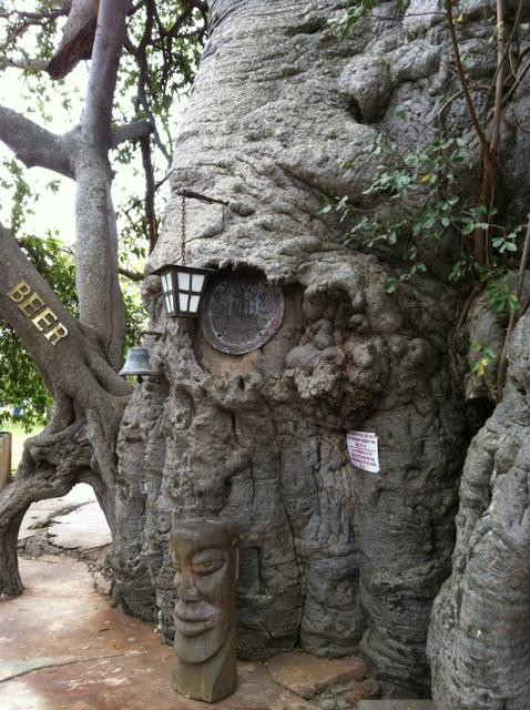 Sunland Baobab-Limpopo Province必去景点