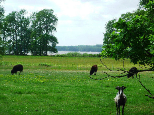 Pfaueninsel-柏林必去景点