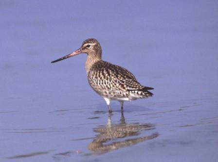 Limosa Guide Naturaliste-Marghera必去景点