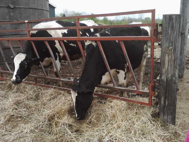 Cook's Farm Dairy-Ortonville必去景点