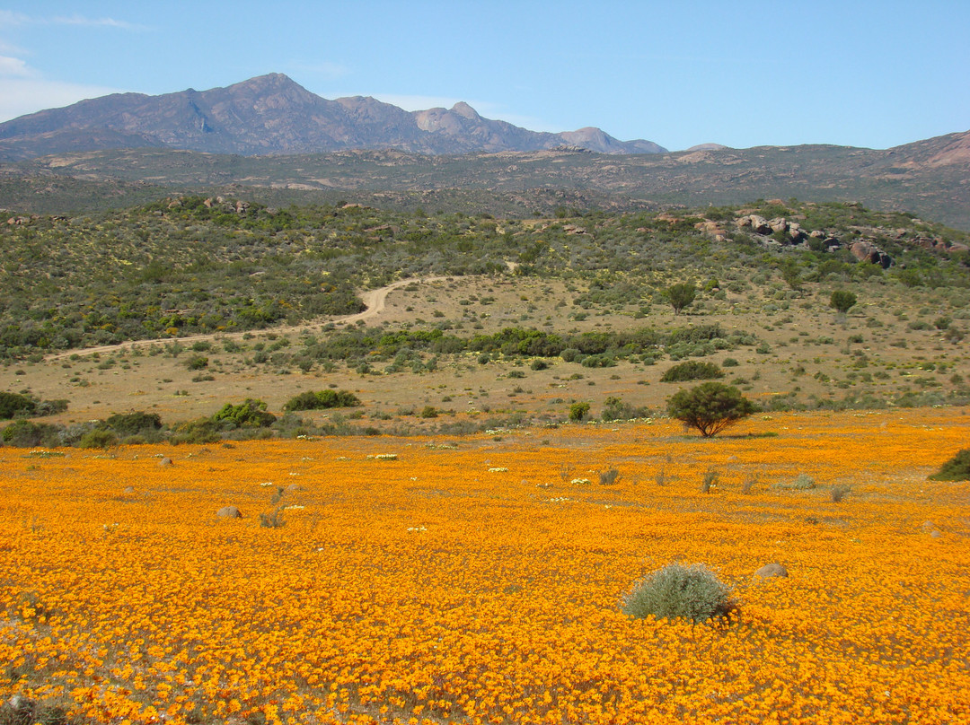 Namaqua National Park-北开普省必去景点