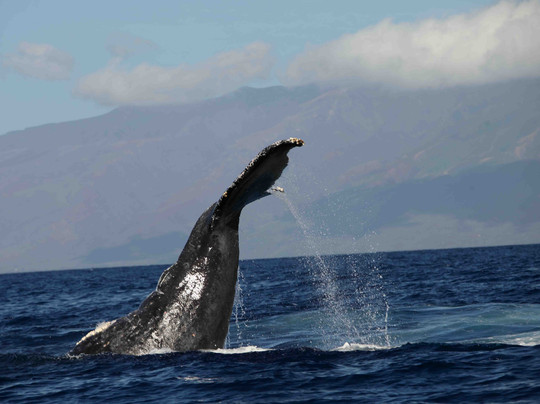终极观鲸之旅-拉海纳必去景点