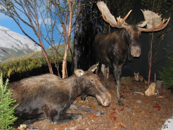 Gros Morne Wildlife Museum-Rocky Harbour必去景点