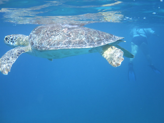 Fury Charters-夏洛特阿马利亚必去景点