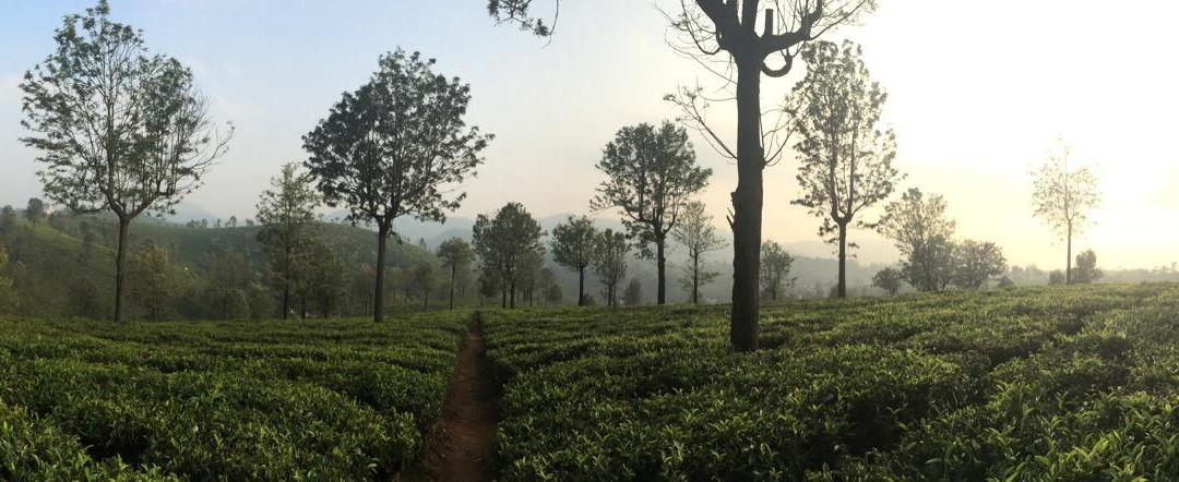 Green View Rest House主图