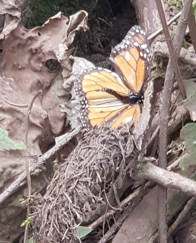 La Reserva de la Biosfera Mariposa Monarca景点图片