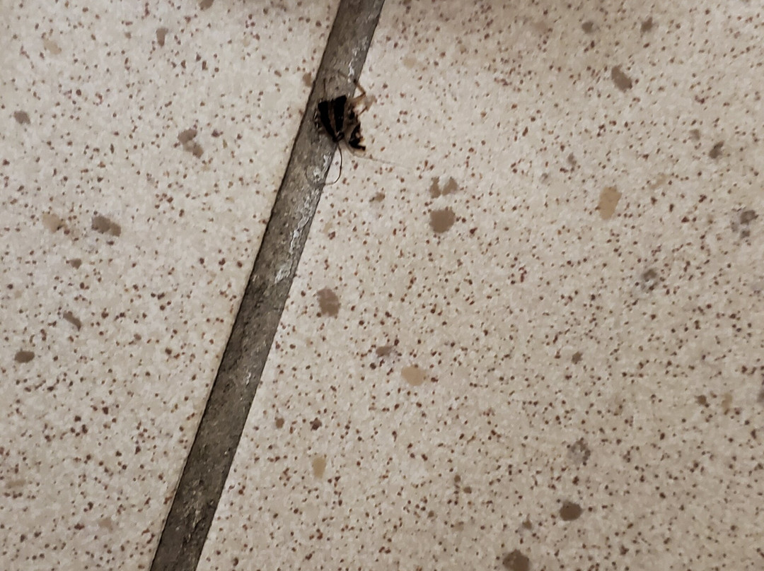 阿卡迪亚快捷假日&套房酒店主图