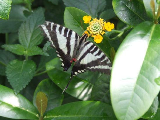 Bronx Zoo-布朗克斯必去景点