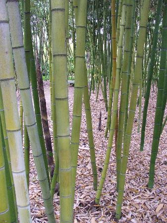 San Diego Botanic Garden-恩西尼塔斯必去景点
