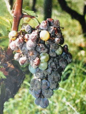 Pheeric Wine Tours景点图片