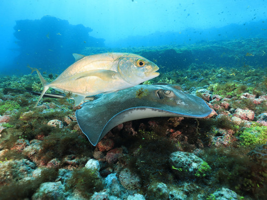 AGENCIA SERGIO NORONHA LTDA-费尔南多-迪诺罗尼亚群岛必去景点