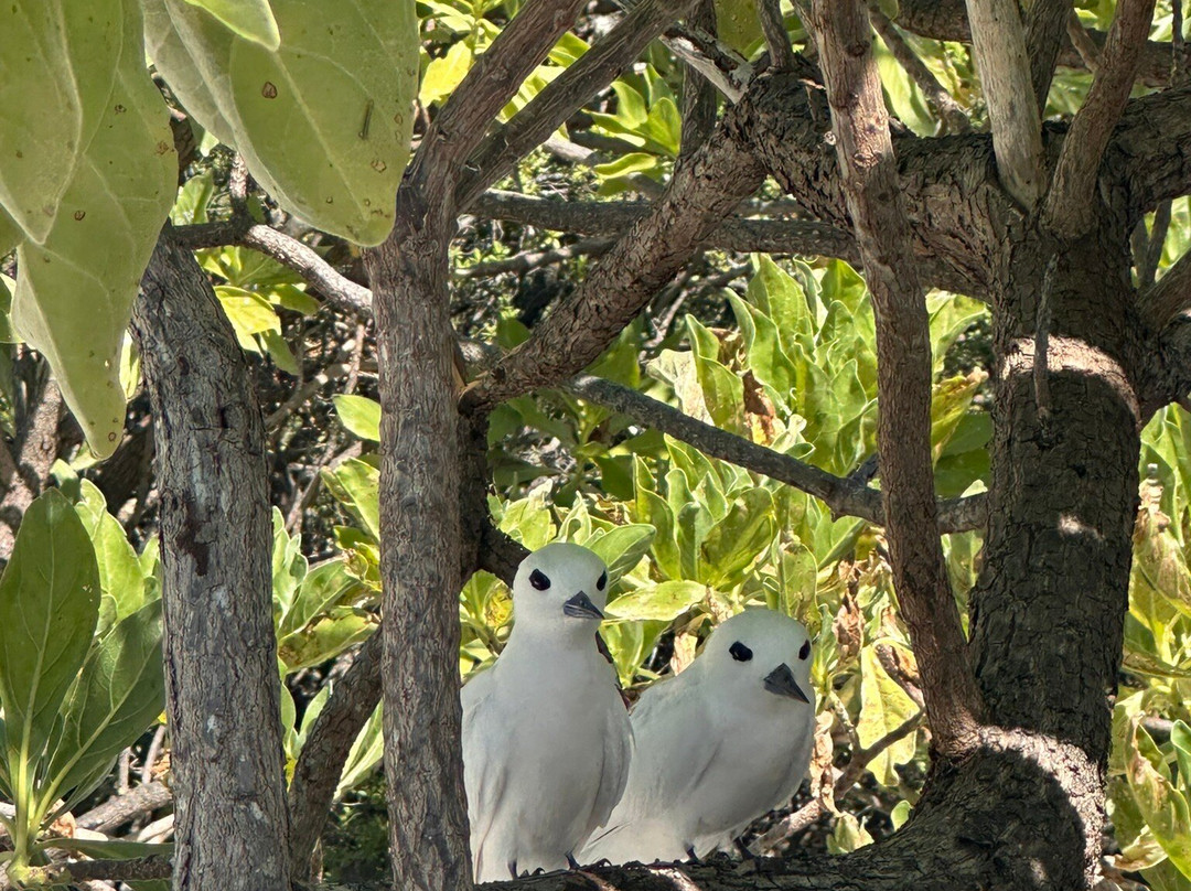 L'Ile Aux Oiseaux-提克豪环礁必去景点