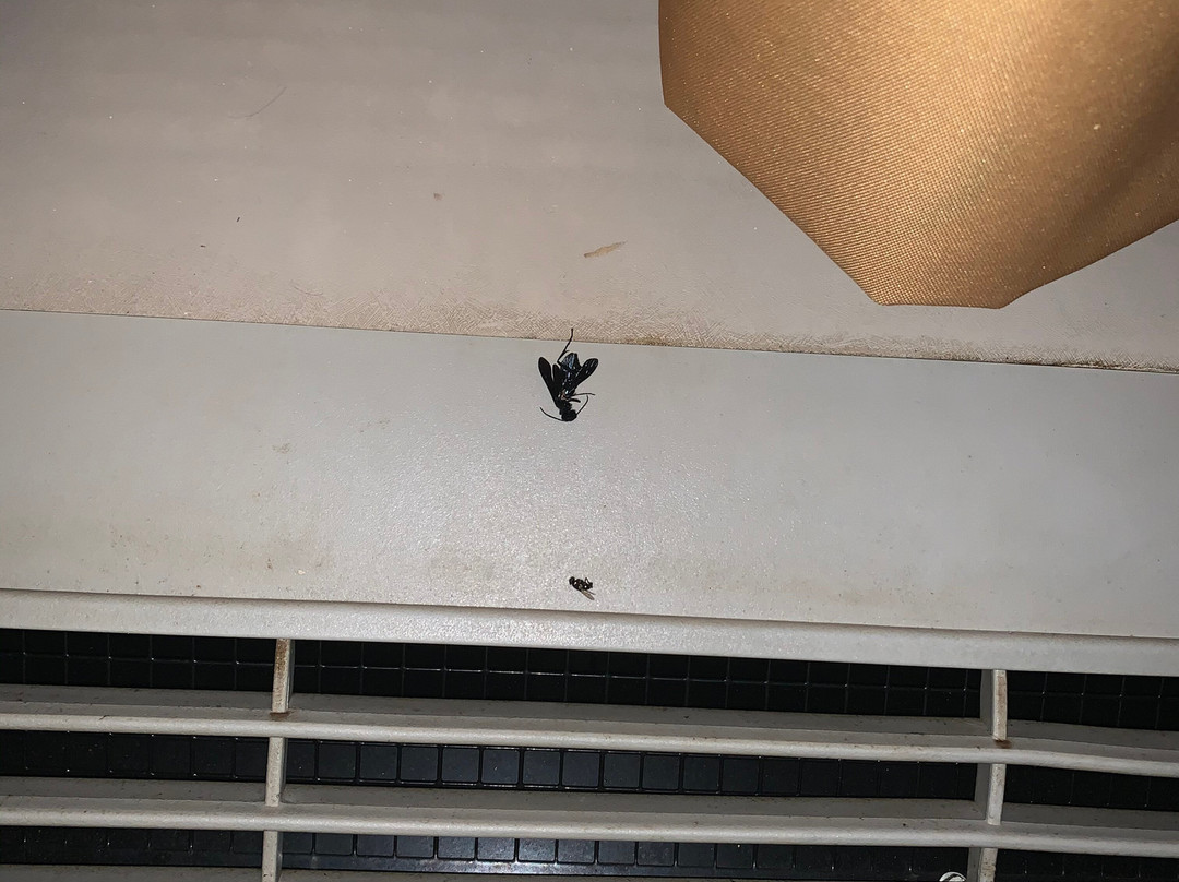 Super 8 by Wyndham Lavonia主图