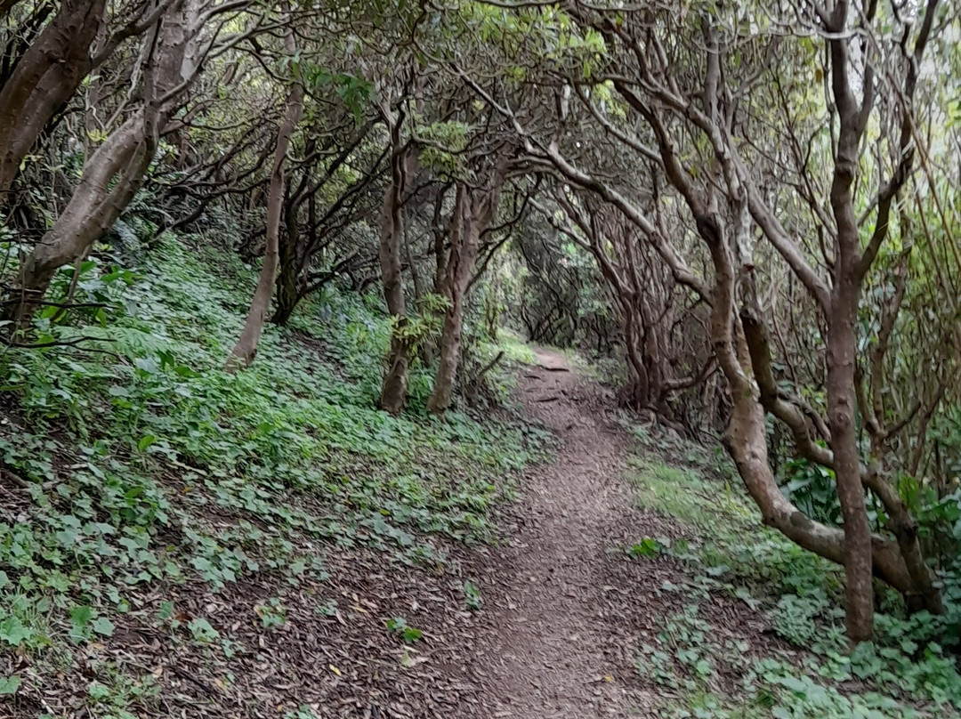 Monte Queimado-奥尔塔必去景点