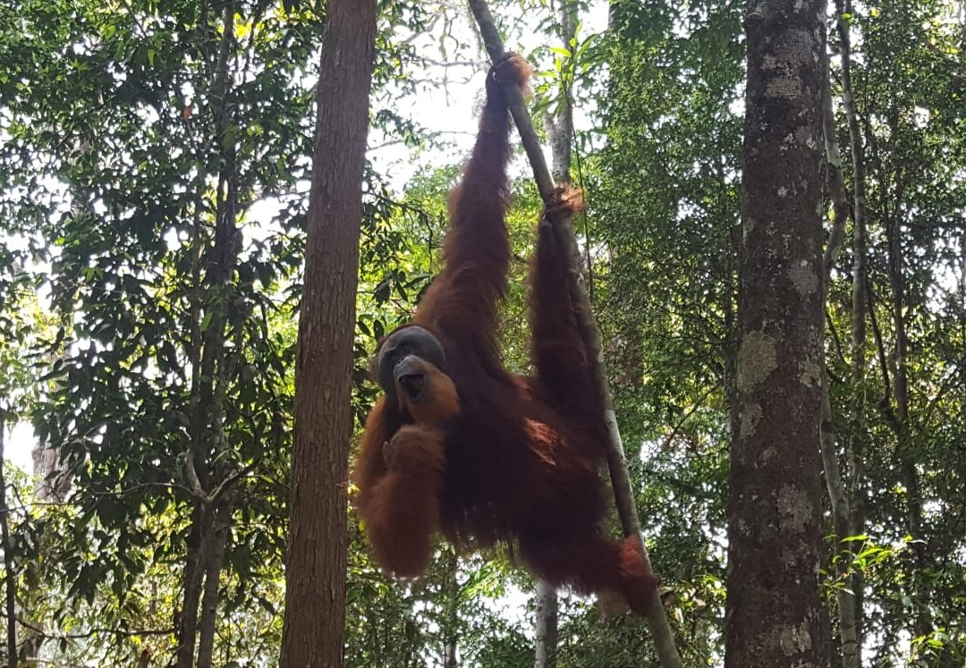 Sumatra Orangutan Tours-武吉拉旺必去景点