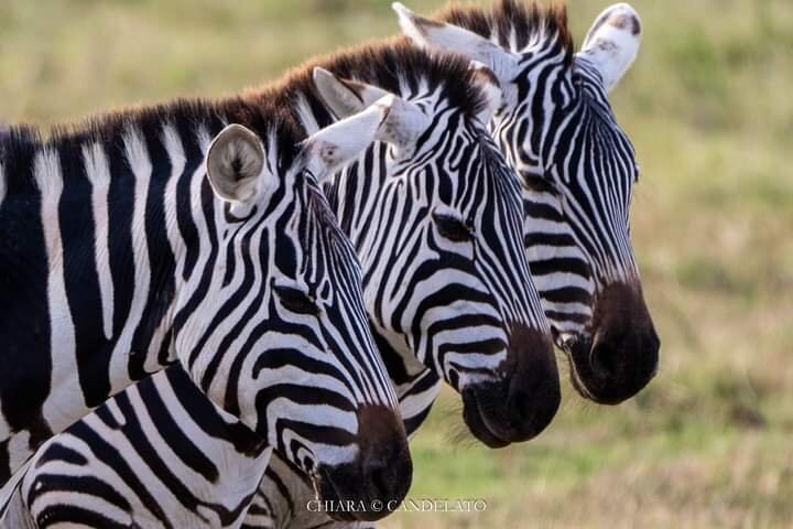 Flexivel Kenya Safaris景点图片