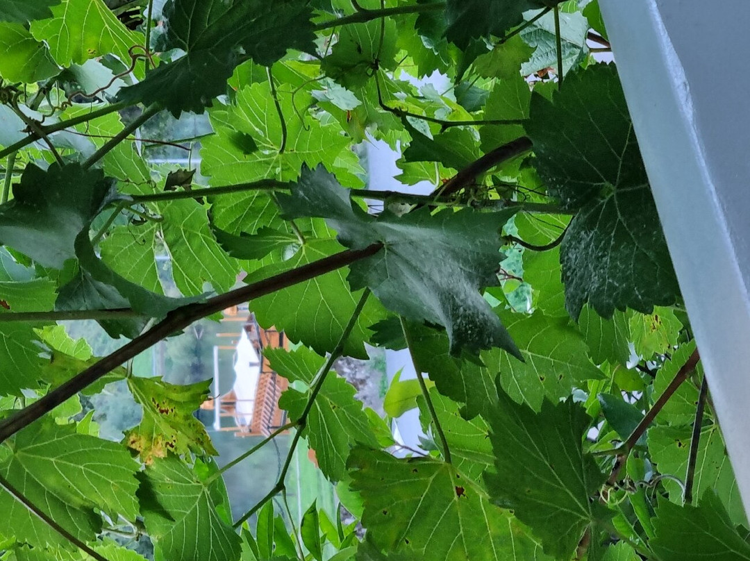 祖姆安科酒店主图