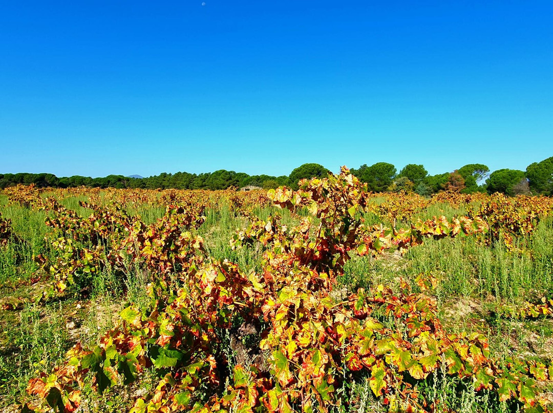 Bodega Las Moradas de San Martin景点图片