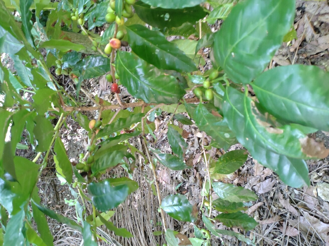 Taino Valley Tropical Park-Tubagua必去景点