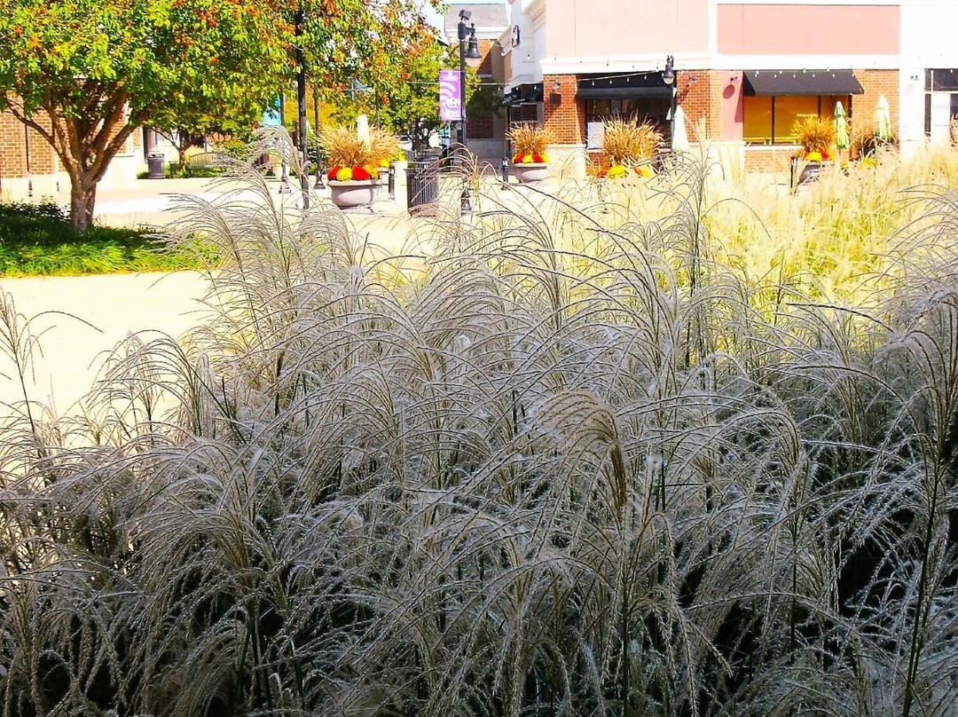 the Shopps at Grand Prairie-皮奥里亚必去景点