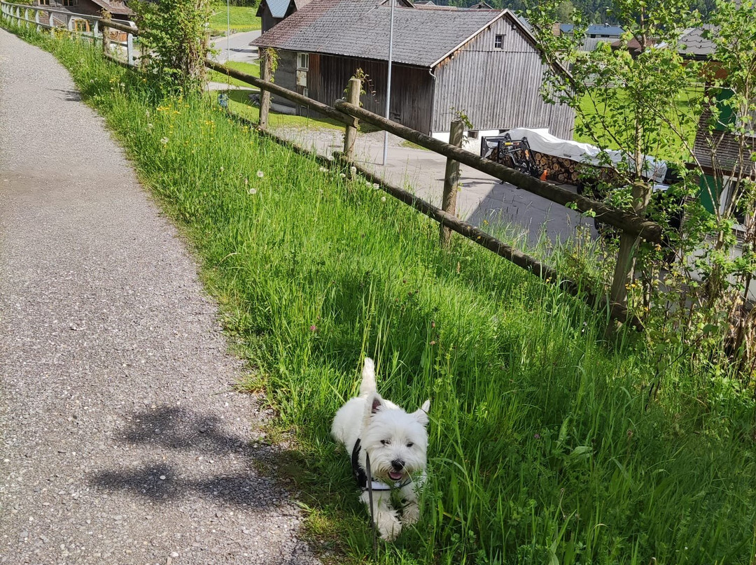 Gasthof Taube主图