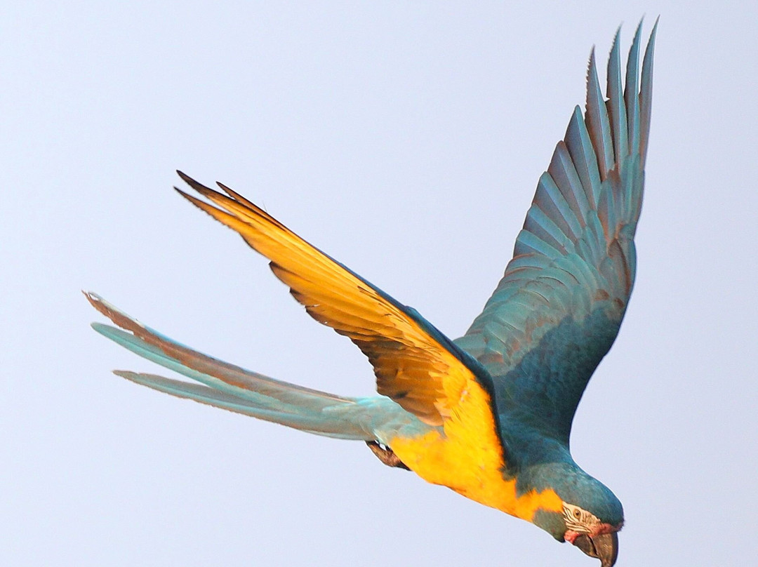 Barba Azul Nature Reserve-Trinidad必去景点