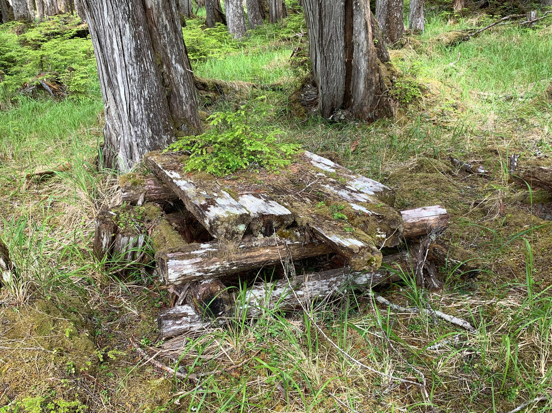 Cape Fife Trail-Masset必去景点