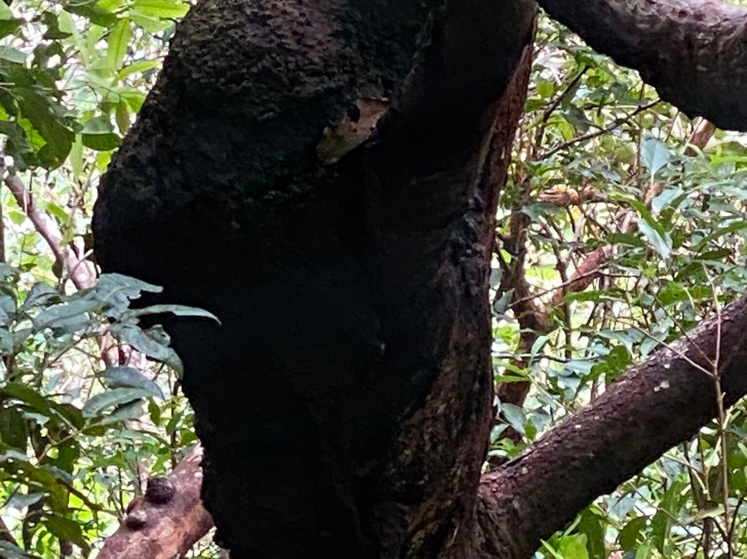 Kuranda National Park景点图片