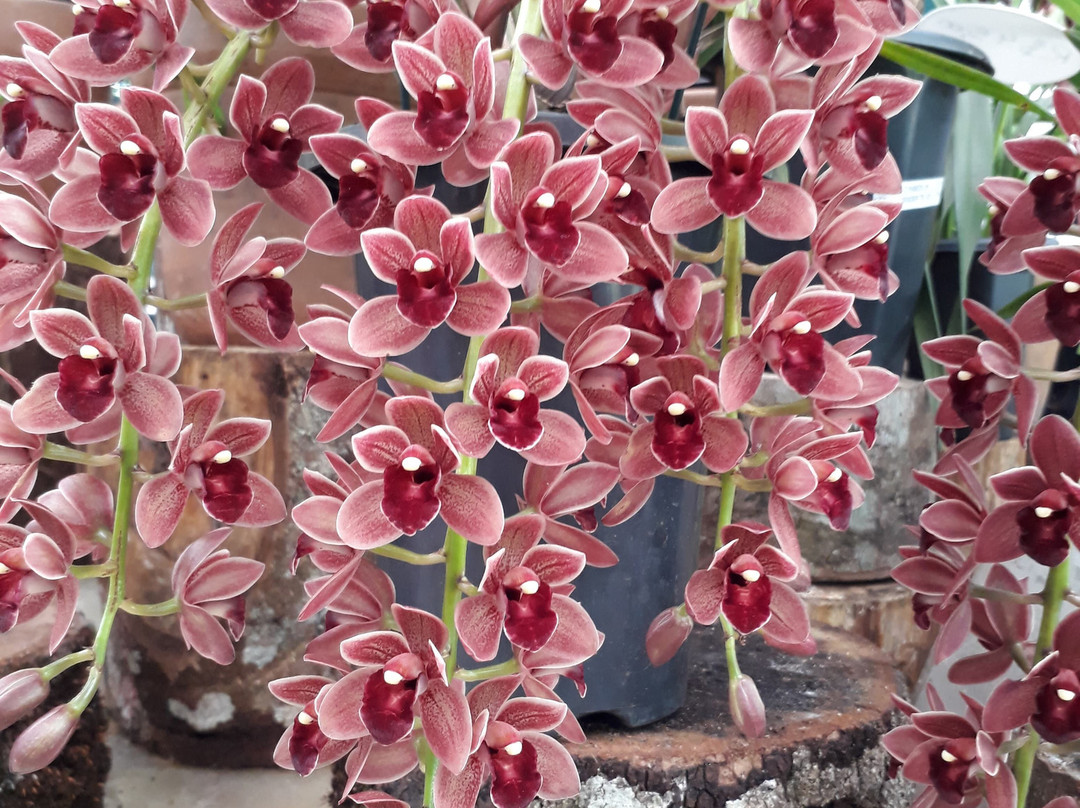 Arabotânica-特雷索波利斯必去景点