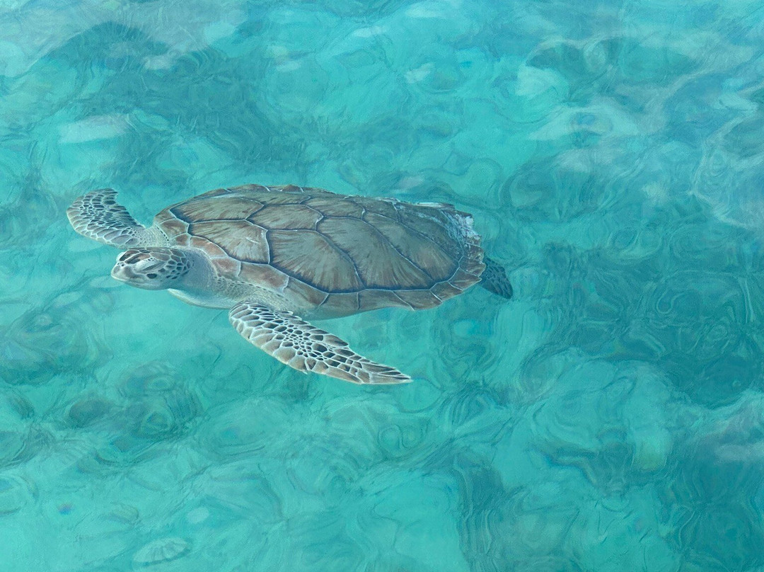 Brendal's Dive Center-Green Turtle Cay必去景点