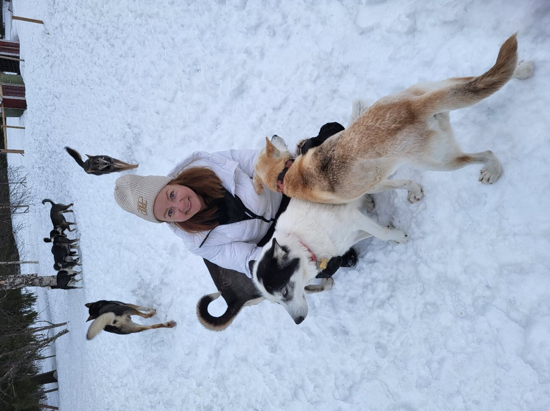 Mårdsjö Huskies-Dorotea必去景点