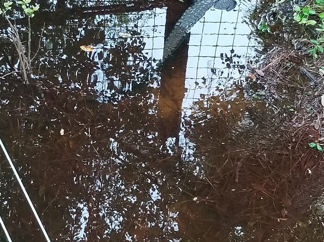 Tallahassee Museum-塔拉哈西必去景点